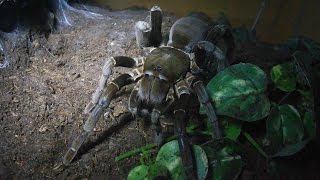 Big Hercules Baboon Spider will scare you at night (Hysterocrates hercules) [Inferion7]