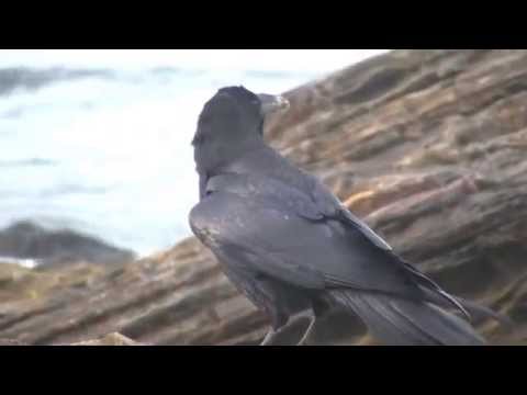 The Wildlife of Crystal Cove - The Ravens Extras