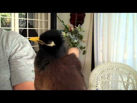 Talking Myna Bird - Rhett Butler