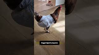 Download lagu Ayam Pakai Popok? Unik Banget! mp3