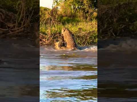 Jaguar kills a caiman and eats it for lunch! Bon appetite, king! #pantanal #brazil #wildlife #jaguar