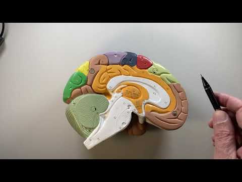 Mid-sagittal section of the brain made simple
