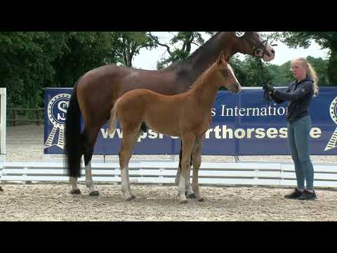 Lüttmann, Donier-Chico´s Boy-Ehrentusch