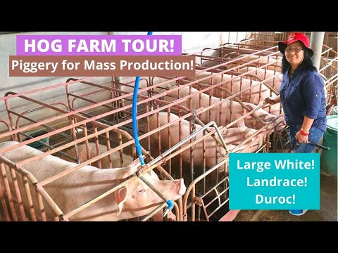 , title : 'PIG FARM TOUR | Piglet Mass Production | Clean/Organized | Where we Buy our Piglets for Fatteners!