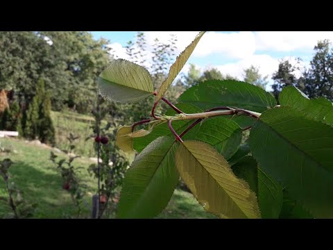 Baumschnitt bei Kirsche erfolgt im Sommer
