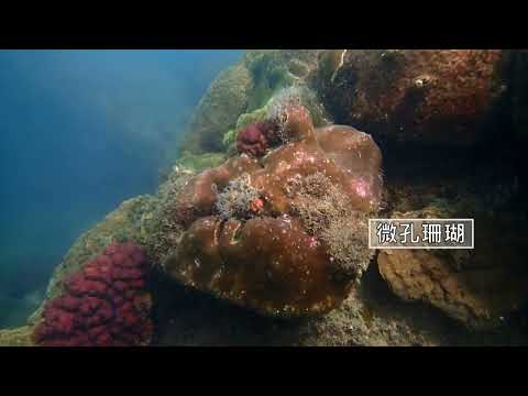 台灣中油永安液化天然氣廠珊瑚生態影片完整版(5分鐘)