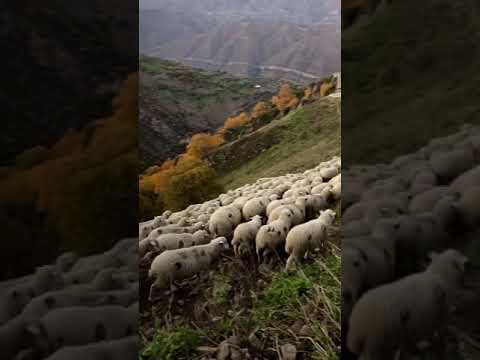 , title : 'A herd of sheep in Dagestan'