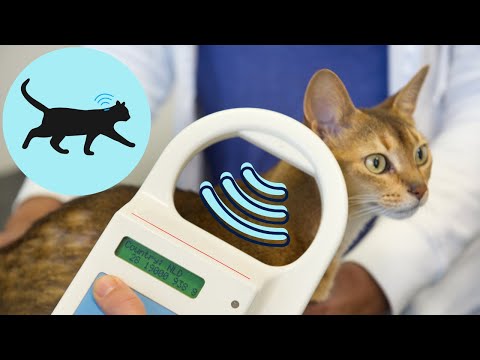 What is MICROCHIPPING??? And why it's NECESSARY