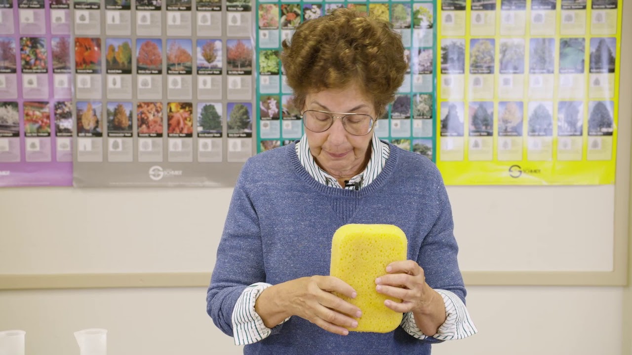 Understanding soil porosity and water-holding capacity using sponges