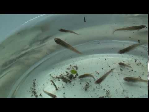 A halban élő paraziták