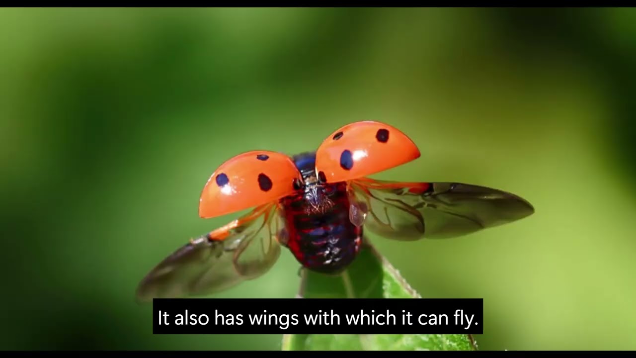 Kinder 1   In-Nannakola with English subtitles