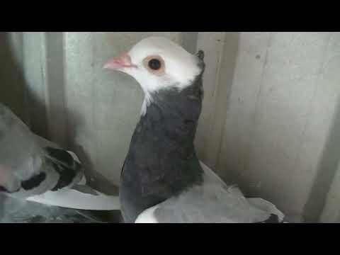 Serbian Highflyers srpski visokoletaci Australia Melbourne future breeder cage ready for pairing