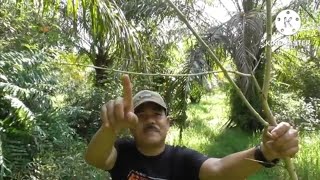 Download lagu how to trap birds that have difficulty getting down into sticky rice glue traps mp3