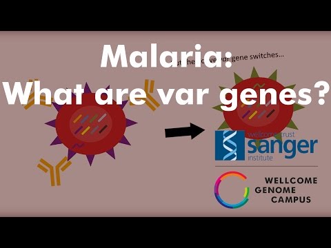 What are var genes? - Sanger Institute