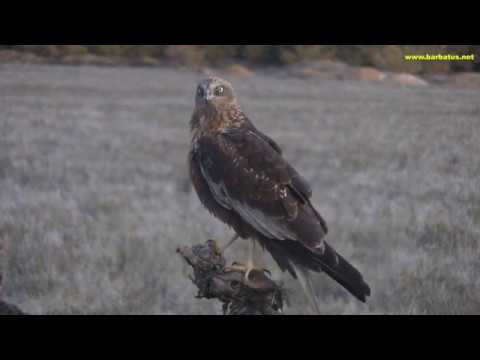 Aguilucho lagunero ( Circus aeruginosus ) Marsh Harrier