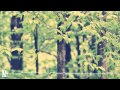 I Am Oak - On Trees and Birds and Fire (Sam Feldt ...