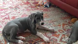 Great Dane puppies play fight, 2 months old