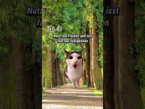 7 Arten von Schülern🌄 (Auf Klassenfahrt) #katzenvideos #katzen #shorts #schüler #schule #katze