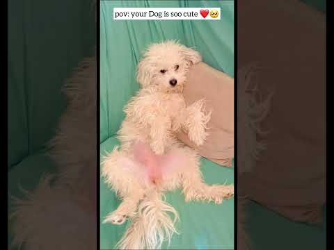 pov: your dog is soo cute ❤️✨ | #aqsa #shortsyoutube #share #dogshorts #doglover #dogsoftiktok