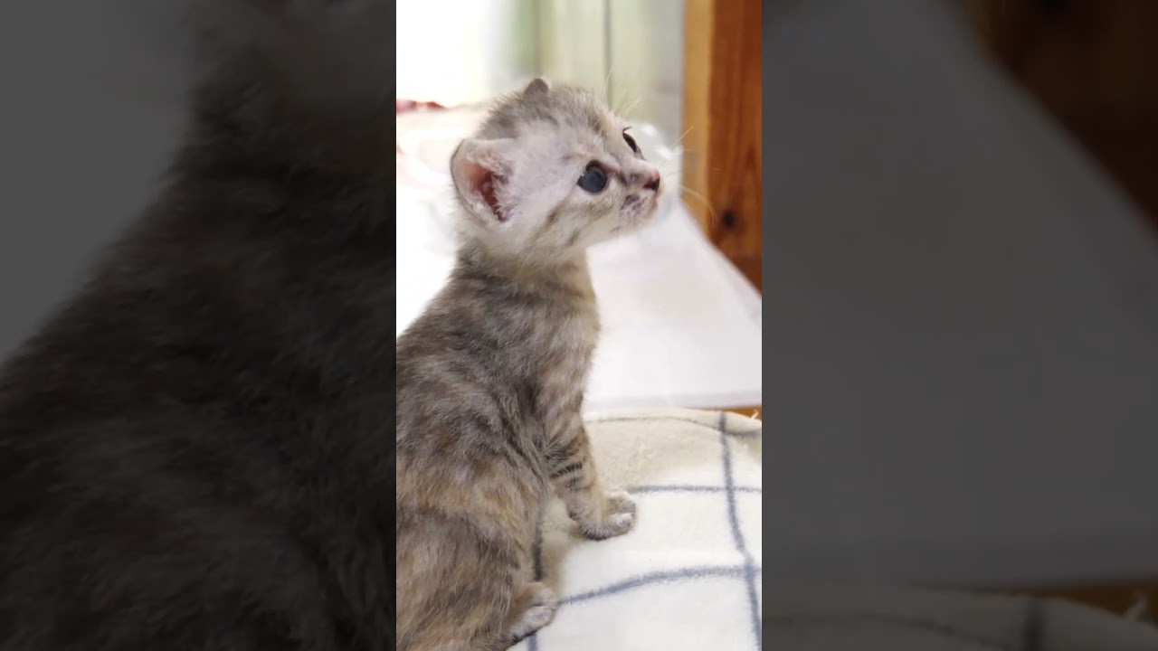 かわいいニャー8連発【赤ちゃん猫　保護猫】 #kitten #cat #gatto #子猫 #子ネコ #三毛猫 #猫のいる暮らし #meow #エウレカねこ部 #好きな子猫