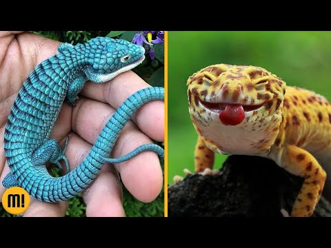 Reptiles You'll Want to Have at Home