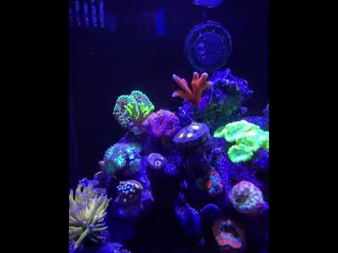 Waterbox cube 20 with triton other method  corals loving it