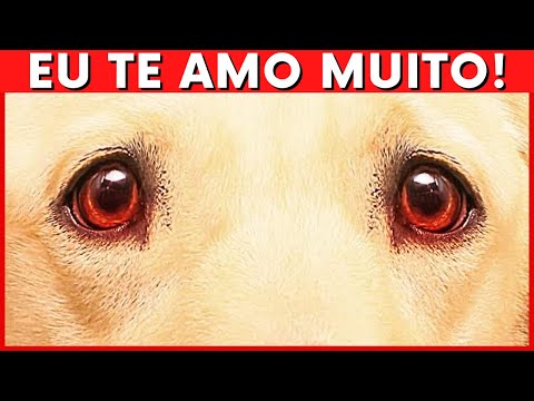 12 Maneiras Simples de Dizer "EU TE AMO" Para Seu Cachorro, De Forma Que Ele Entenda Perfeitamente.