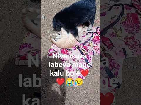 death of kalu bole😭😥😥😭