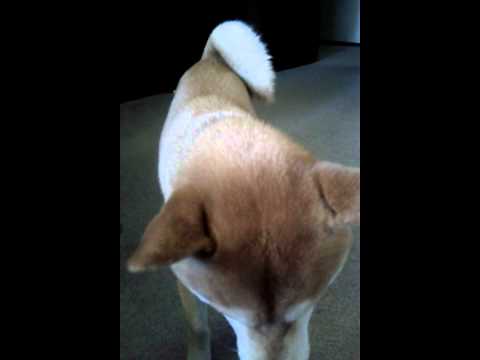 口吃飛接狗食及基本訓練(原發表者:gowell)(影片)