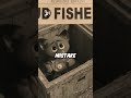 Did You Know In Madagascar Escape 2 Africa