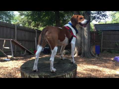 Taco, an adopted Beagle & Foxhound Mix in Briarcliff Manor, NY_image-1