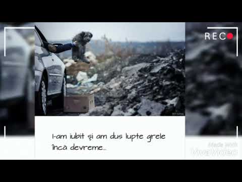 Viața unui câine abandonat 😢😑