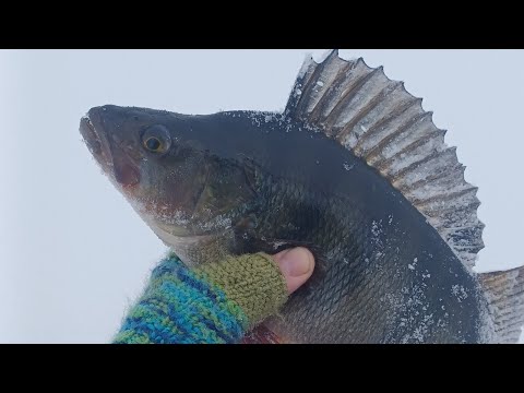 ENNÄTYKSET PAUKKUU ahventa kuusvedestä