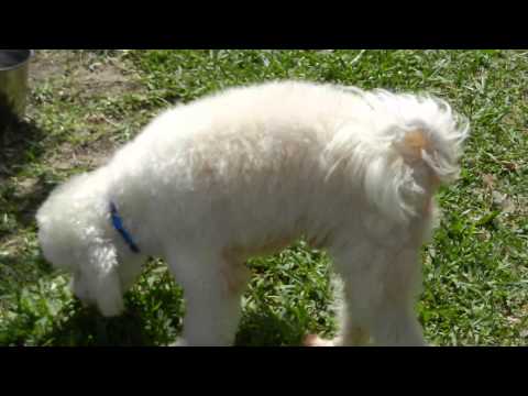 Sebastian, an adopted Poodle in Houston, TX_image-1