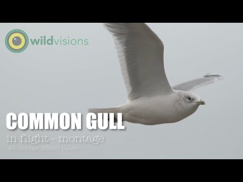 Common Gull -  Larus canus - in flight montage (slo-mo)