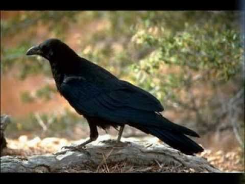 Glas Trebave - Tesko meni i tebi gavrane