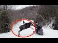 When Moose Attack
