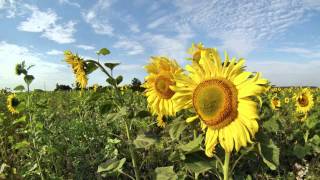 preview picture of video 'Sonnenblumen bei Samtens'