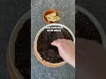Grow Your Own Ginger At Home