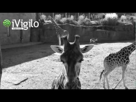 comment installer ivigilo