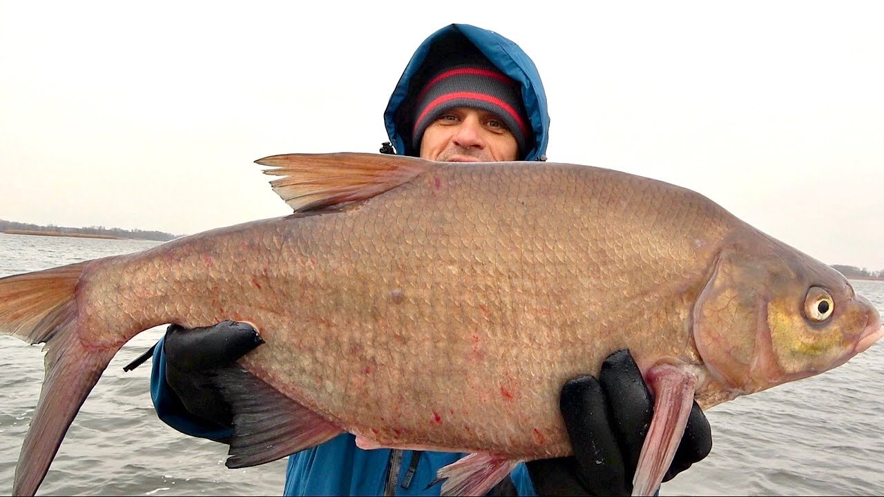 Рыбалка бомба-ракета! Бронзовые лещи монстры валят дуплетом! Ловля на фидер поздней осенью