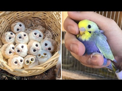 Smart And Funny Parrots Parrot Talking Videos Compilation (2025) - Cute Birds #15