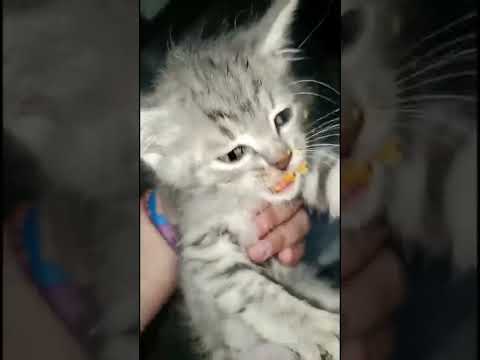 Viral Video Shows Kitten Getting Into a Bag of Cheetos