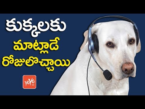 రానున్న రోజుల్లో మాట్లాడే కుక్కలు | Scientist Prediction | Dogs Can Talk in The Future | YOYO TV