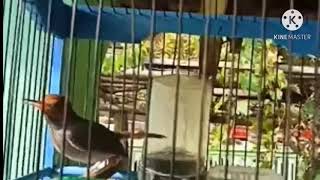 Download lagu SUARA PIKAT BURUNG PRENJAK KEPALA MERAH || Full Durasi mp3 Download lagu SUARA PIKAT BURUNG PRENJAK KEPALA MERAH || Full Durasi mp3