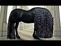 दुनिया के 10 सबसे शानदार घोड़ा | 10 most powerful horses in the world