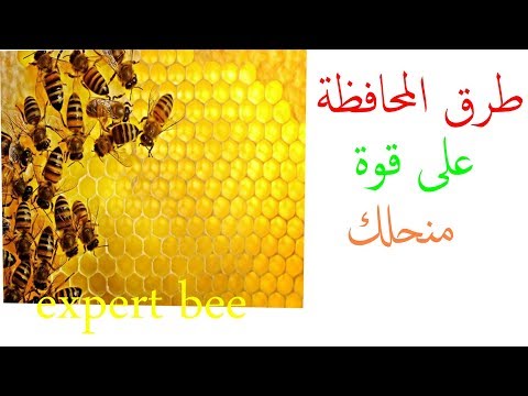 , title : 'تعلم تربية النحل :الحفاظ على مردودية منحلك'