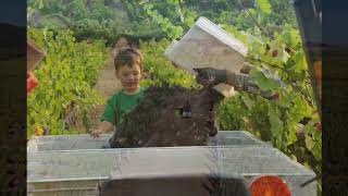 A Day (or Two) of Hendry Ranch Harvest