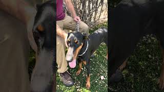 Video preview image #1 Doberman Pinscher Puppy For Sale in Pasadena, CA, USA