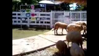 preview picture of video 'HUG YOU ฟาร์มแกะฮักยู ลำปางหนาวมาก...! Hug You Sheep Farm Lampang'
